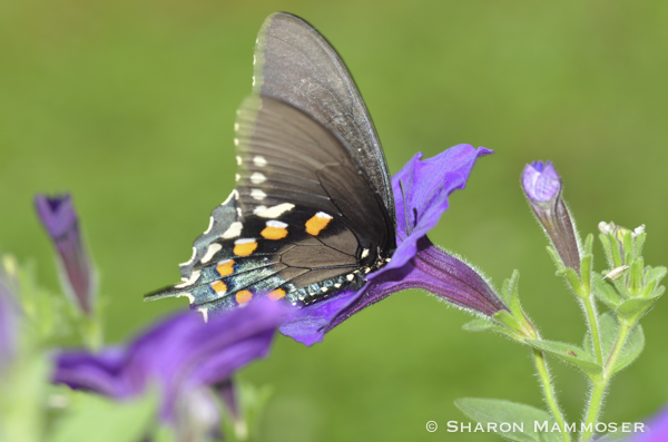 Pipevine swallowtail butterfly feeding on nectar