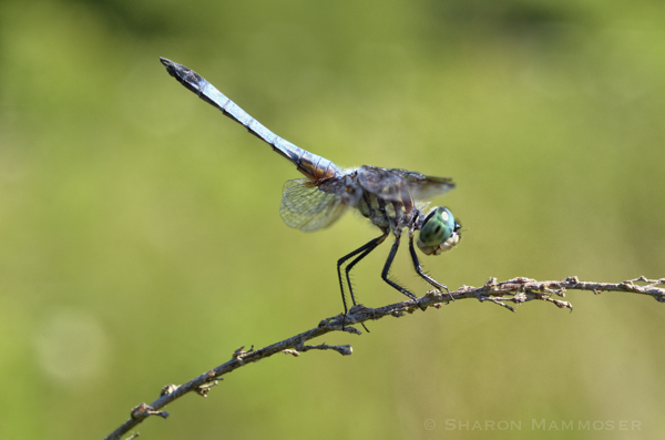 A male blue dasher raises his abdomen, a behavior called Obelisking, used to help regulate its temperature.