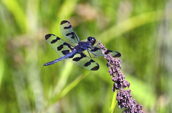 Banded pennant, male