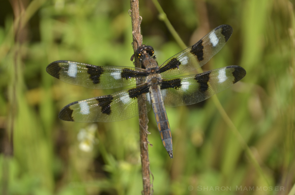 Twelve-spotted skimmer, female