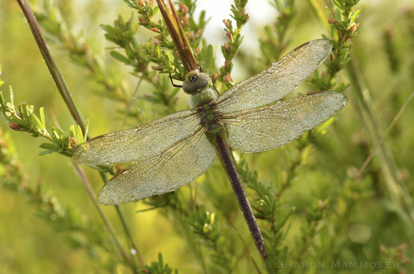 A common green darner covered with dew