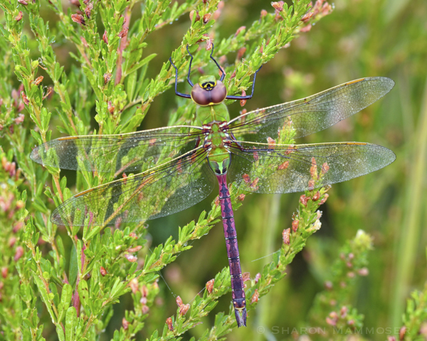 The abdomen of a green darner can change color based on the temperature