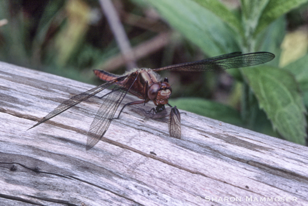A dragonfly feeding on a fly