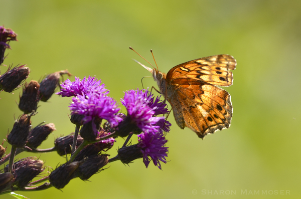 Variegated fritillary on ironweed.