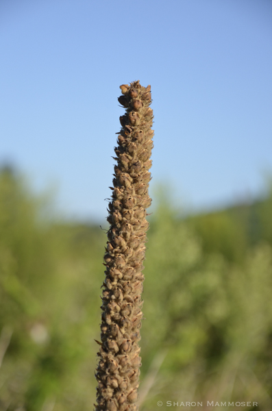 Tall stalk after it has flowered