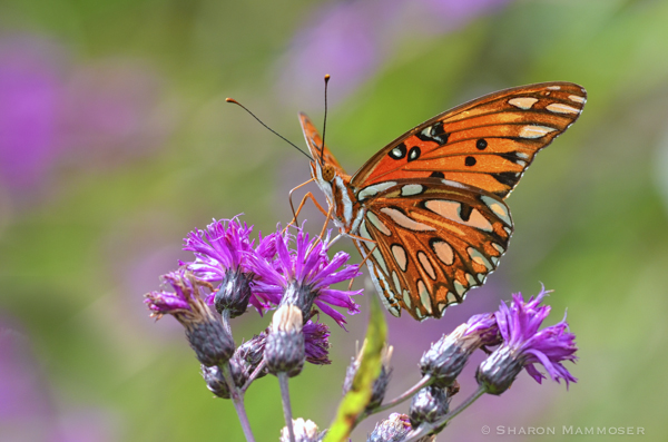 Gulf fritillary on our mystery plant