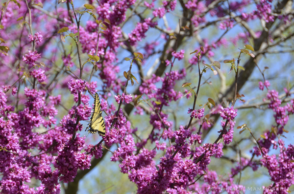 Butterflies, honeybees and other insects love the blossoms