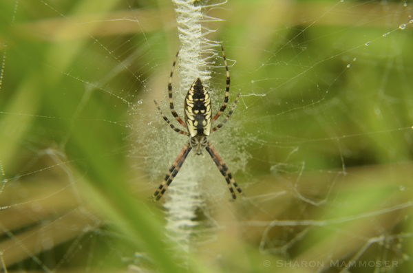 spider (2 of 7)
