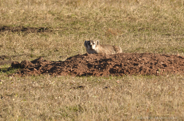 A badger at a prairie dog hole.