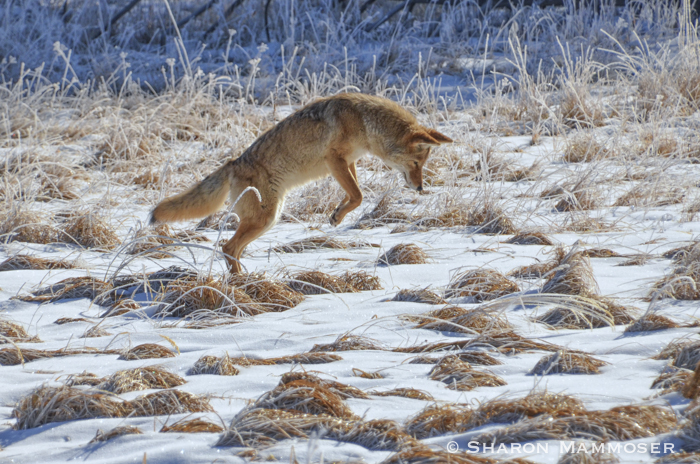 Coyote in Yellowstone mousing.