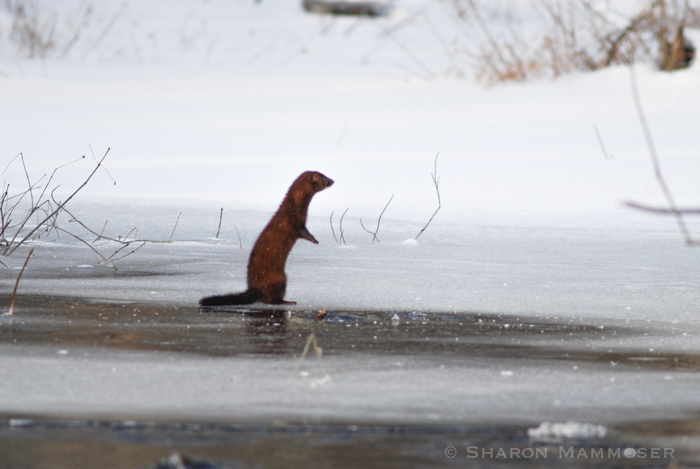 A mink standing on its hind legs to get a better view--otters do this too.