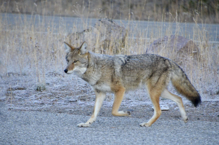 Another coyote traveling beside the road.