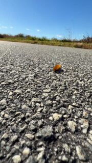 As you drive or walk along, and if you’re observant, you might notice caterpillars crossing roads and trails. They are on the move, searching for a safe place to spend the winter. Some adult moths enter a dormant phase called diapause— like a chipmunk hibernating for the winter. 

Each species has its own strategy— sometimes overwintering as eggs, caterpillars, pupae/cocoons(moths) chrysalids (butterflies), and even adults. Many, many species spend the winter in leaves so it’s essential to leave these on the ground rather than raking them up or chopping them into hundreds of pieces to use as mulch. 

If you like birds, you need to understand that moths, and butterflies are necessary because 96% of our songbirds REQUIRE insects, and especially caterpillars, when feeding their babies. These birds may come to your seed feeders, but when they are raising babies they NEED caterpillars!! So you can help by NOT raking your leaves. 

Can you help me spread the word?? Let’s stop thinking of leaves as something we need to “cleanup” and start thinking of them as essential. They are “gold” to so many animals, including fireflies and moths. 

@natureformysoul #natureformysoul #natureismytherapy #reels #caterpillars #leavetheleaves #beautyiseverywhere #natureismychurch #natureismyhome