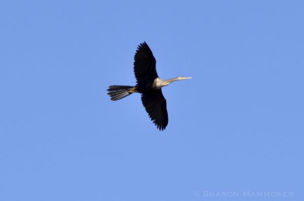 An anhinga in flight, notice the full fan of tail feathers.