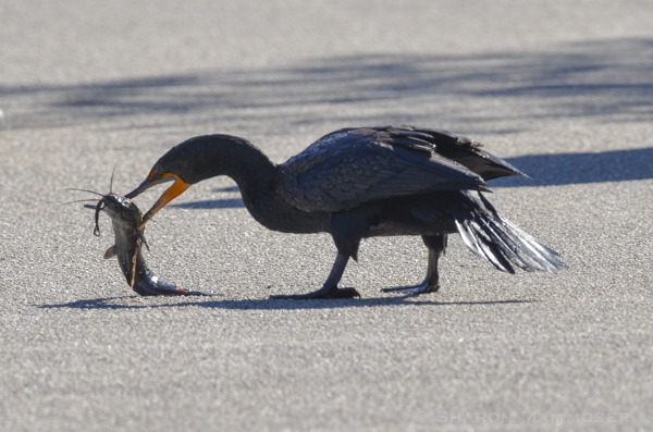 So the anhinga will bang it against the pavement or other hard surface before swallowing it