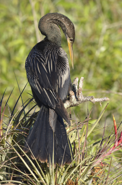 Here you can see the full tail and straight beak of the anhinga