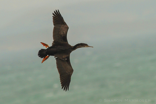 A cormorant in flight