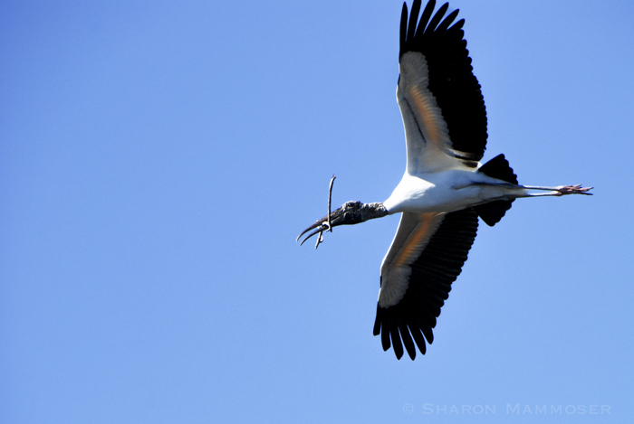 A wood stork with nesting material