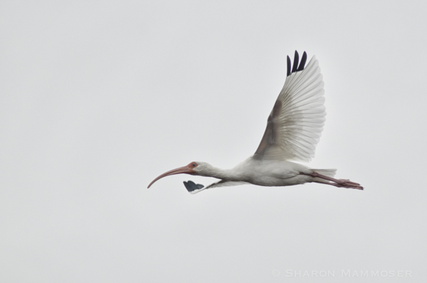 White ibis in flight
