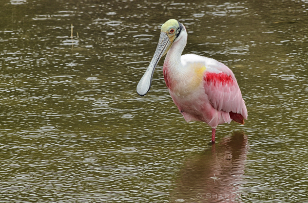 Here you can see why they are called spoonbills
