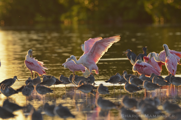 Roseate spoonbills with other birds in Florida