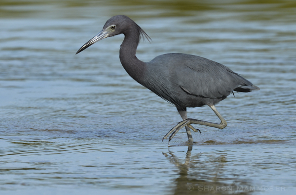 Little blue herons are smaller and lack the white belly. 