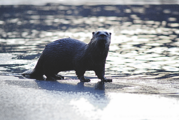 River otters are sleek