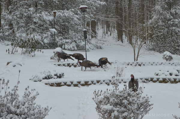 A flock feeding in winter.