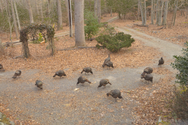 Turkeys travel in groups.