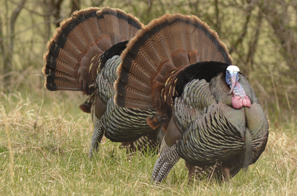 Male turkeys displaying their tail fan.