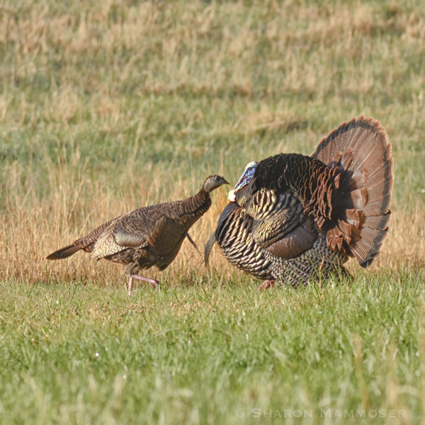 A male and a female come eye to eye. Notice the female has a beard.