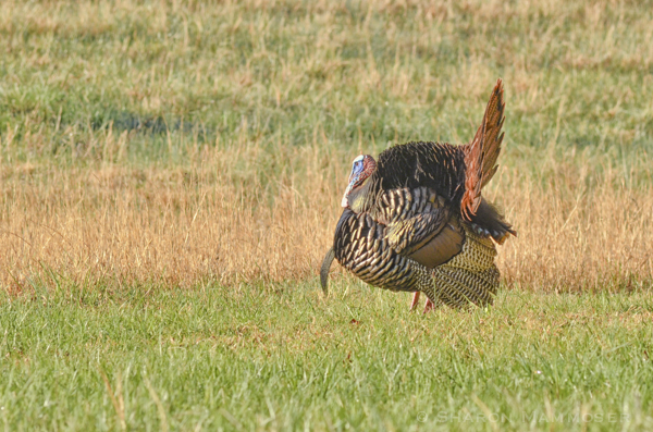 An impressive male displaying for the ladies