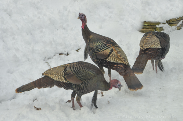 Turkeys dig through the snow to find seeds, acorns and other food.