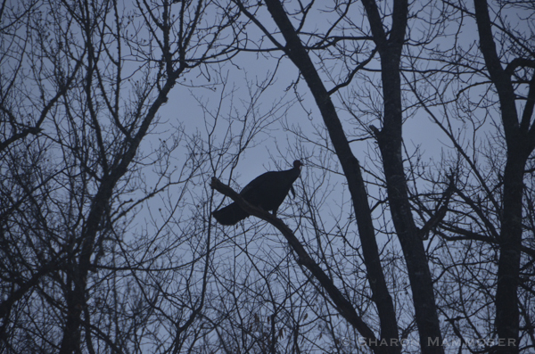 Yes, that's a turkey in the tree. Contrary to what some people think, turkeys CAN fly!