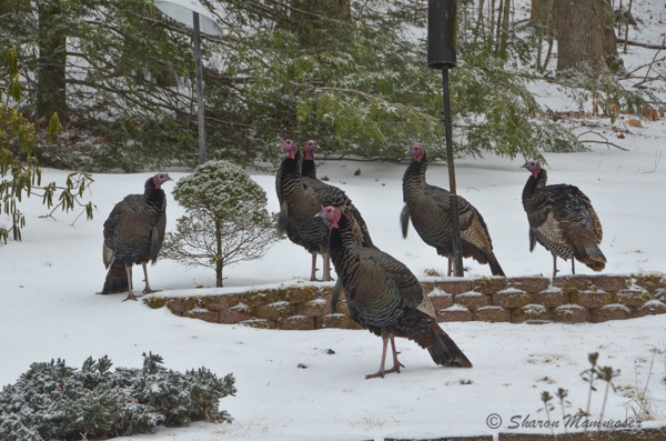 Wild turkeys stay active in winter
