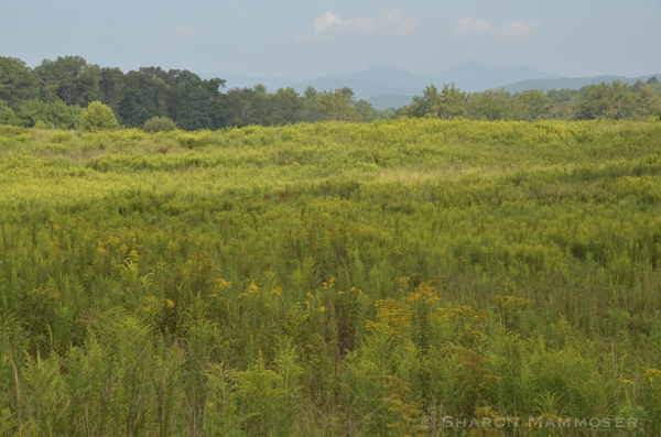 Here is what the area looks like in summer.