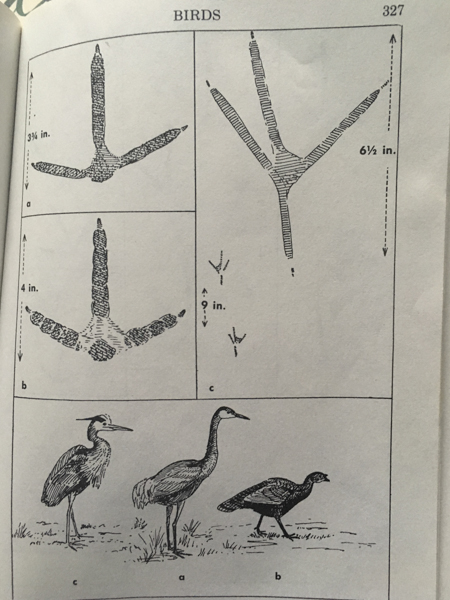 a. sandhill crane, b. wild turkey, and c. great blue heron