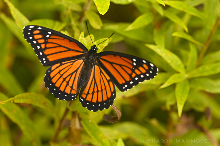 orange and black butterfly