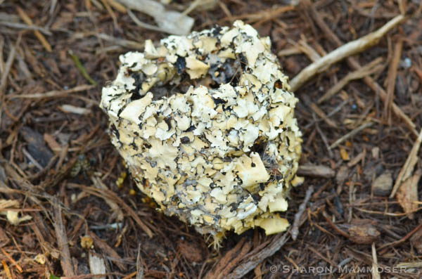 Lichen helps hide the nest.