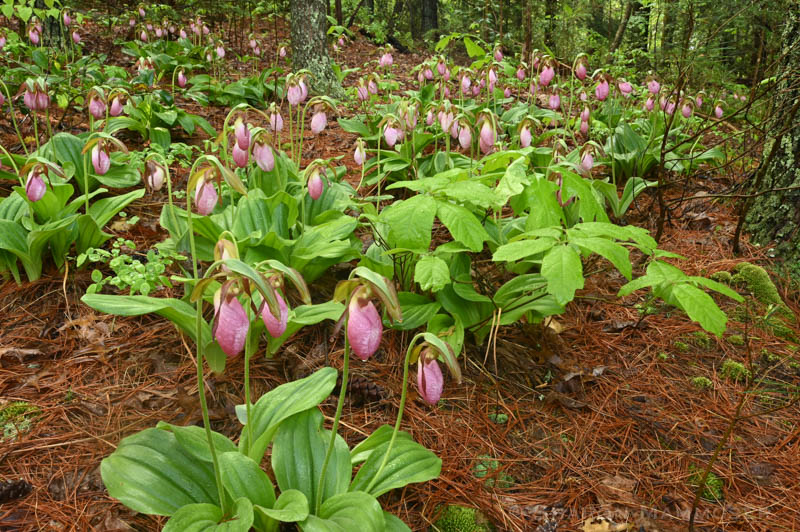 Native Plant Society of New Jersey - Pink Lady Slipper (Cypripedium acaule)  is one of NJ's 50+ native orchids. Take a walk in your local woodlands to  see this beautiful showy flower