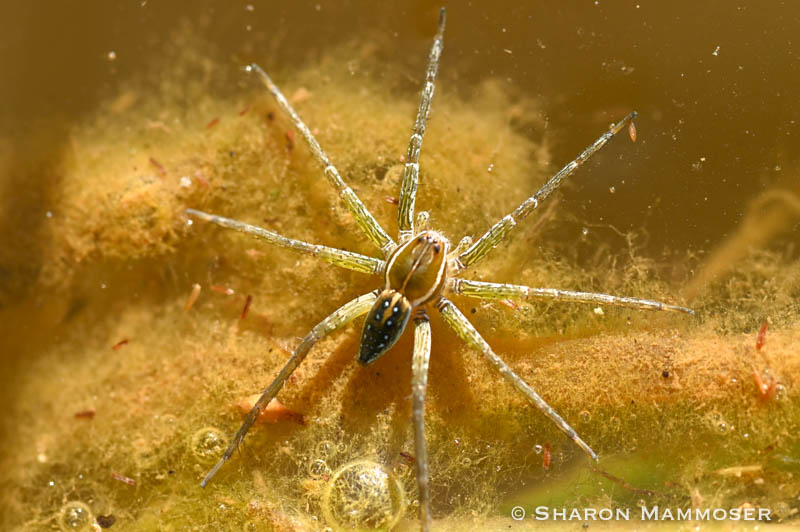 This Halloween, Consider the Unappreciated Beauty of Spiders - The