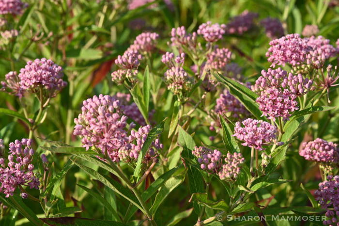 Got Milkweed? Then it’s Probably Time to Get to Know the Milkweed ...