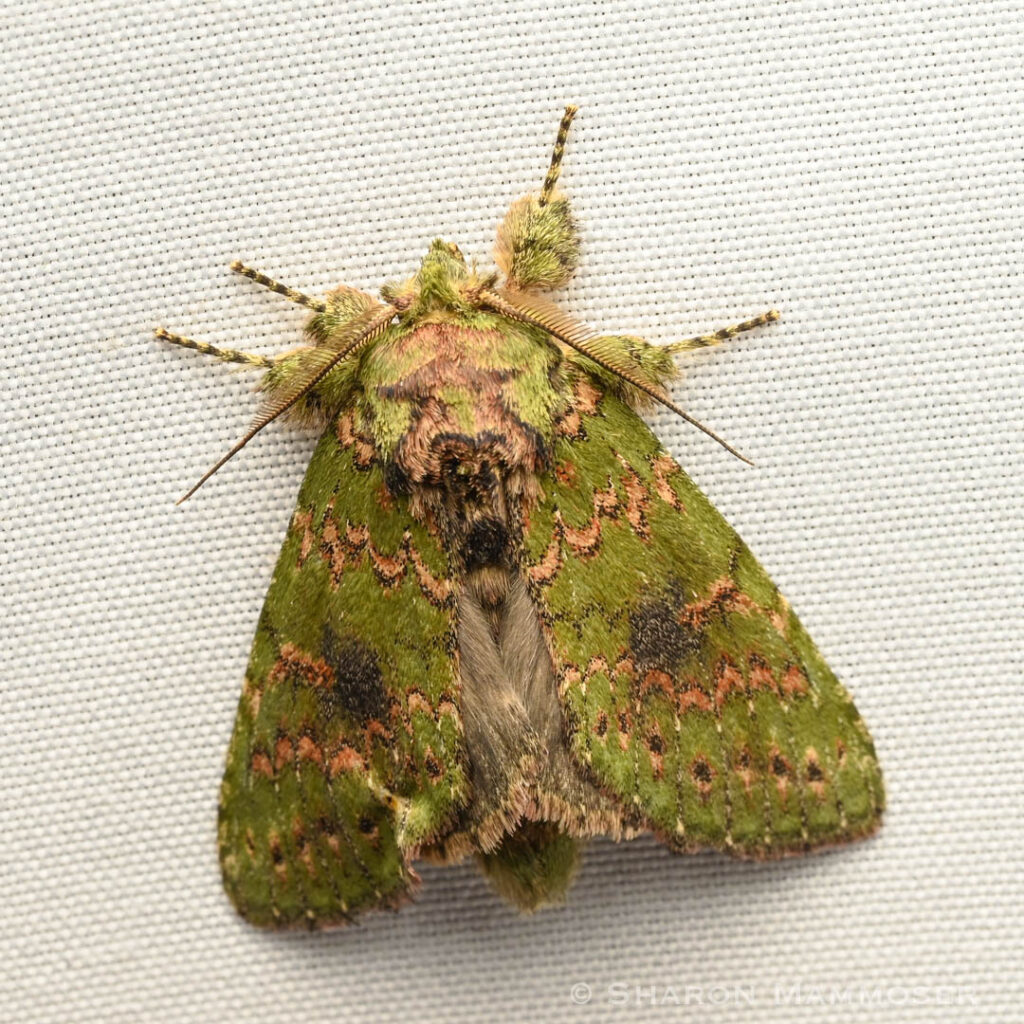 Looking for a Unique, and Kid-Friendly Activity? Try Mothing! It’s ...