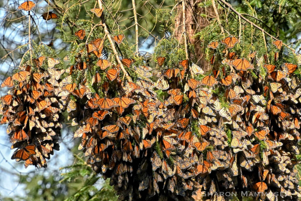 Raise Monarchs? Learn about OE and How You Can Prevent Infections ...