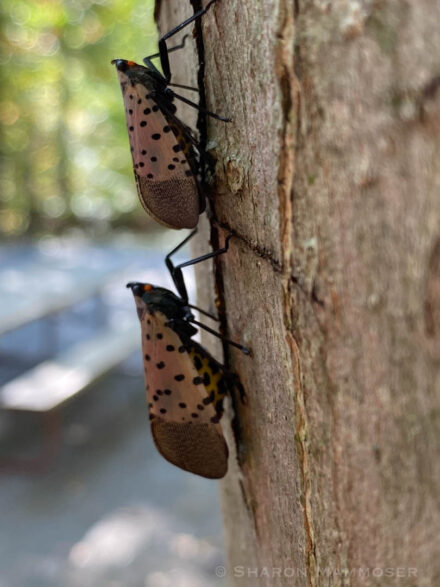Weekly Puzzler #286: Spotted, Hopping Insect – Nature for my Soul
