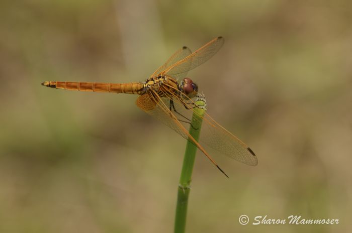 Do Dragonflies Sting Or Bite 10 Things You Didn T Know